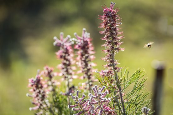 Eine Biene schwebt über einer Gruppe von lila blühenden Pflanzen, die in der warmen Sonne leuchten und die Natur umarmen.