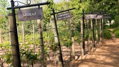 Ein malerischer Weinberg mit Schildern, die verschiedene Rebsorten wie Shiraz und Cabernet Sauvignon anzeigen.