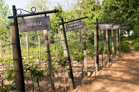 Ein malerischer Weinberg mit Schildern, die verschiedene Rebsorten wie Shiraz und Cabernet Sauvignon anzeigen.