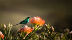 Ein leuchtend grüner Vogel sitzt auf einer blühenden Pflanze mit orangefarbenen Blüten, umgeben von sanften, verschwommenen Hintergründen.