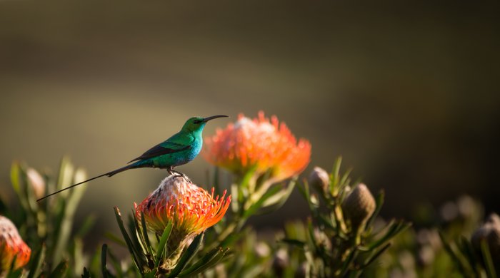 Ein leuchtend grüner Vogel sitzt auf einer blühenden Pflanze mit orangefarbenen Blüten, umgeben von sanften, verschwommenen Hintergründen.