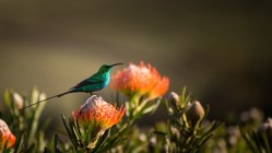 Ein leuchtend grüner Vogel sitzt auf einer blühenden Pflanze mit orangefarbenen Blüten, umgeben von sanften, verschwommenen Hintergründen.
