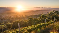 Die Sonne geht über einer malerischen Weinlandschaft auf, während sanfte Hügel und Reben im goldenen Licht erstrahlen.