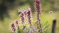 Eine Biene schwebt über einer Gruppe von lila blühenden Pflanzen, die in der warmen Sonne leuchten und die Natur umarmen.