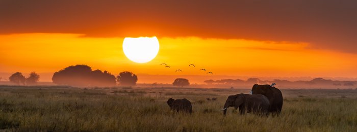 Drei Elefanten stehen in der weiten Savanne, während die Sonne in einem leuchtenden Orange untergeht.
