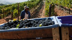 In einem sonnigen Weinberg erntet ein Mann Trauben, die in einer blauen Kiste gesammelt werden, während die Landschaft im Hintergrund sichtbar ist.