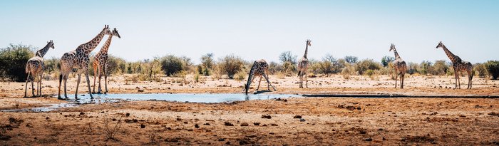 Eine Gruppe von Giraffen steht in der Savanne, während eine Giraffe am Wasserloch trinkt und die anderen beobachten.