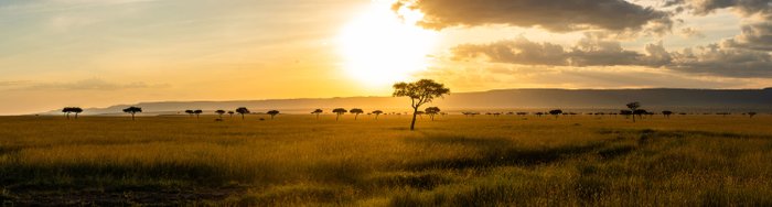 Ein atemberaubender Sonnenuntergang über der afrikanischen Savanne, mit goldenen Gräsern und vereinzelten Akazienbäumen im Vordergrund.