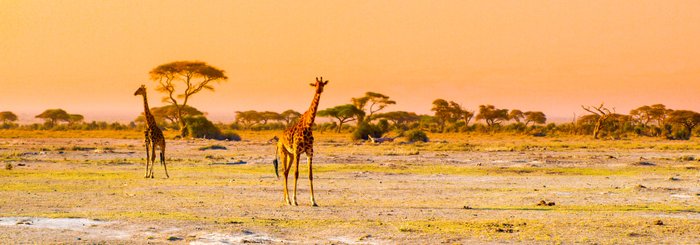 Zwei Giraffen stehen in einer weiten, trockenen Landschaft unter einem orangefarbenen Himmel, umgeben von vereinzelten Bäumen.